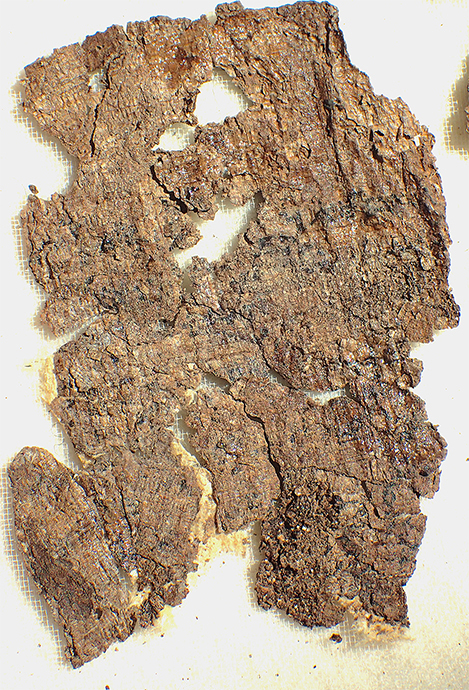 Fig. 11. Callatis papyrus fr. 3 recto in ordinary light; compare print fig. 14, fr. 3 recto under infrared light. Ht. of fragment 4.8 cm (M. Ionescu; courtesy Archaeological Museum of Callatis, Mangalia).