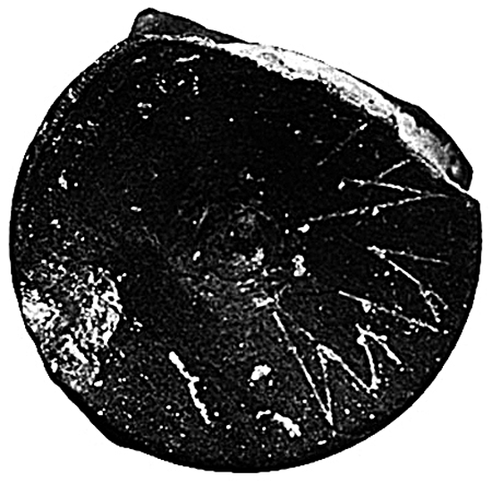 Fig. 16. The inscription mi uni on a bucchero vase (Pian di Civita) (Tarquinia Project).