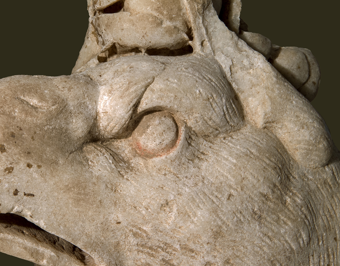 Fig. 5. Relief fragment with a griffin head, detail of eye (C. López).